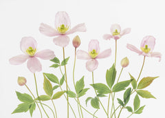 Blommor Clematis – kvalitetsprodukt för ett vackrare och mer hållbart hem