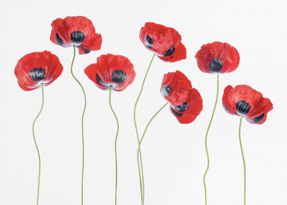 Ladybird Poppies