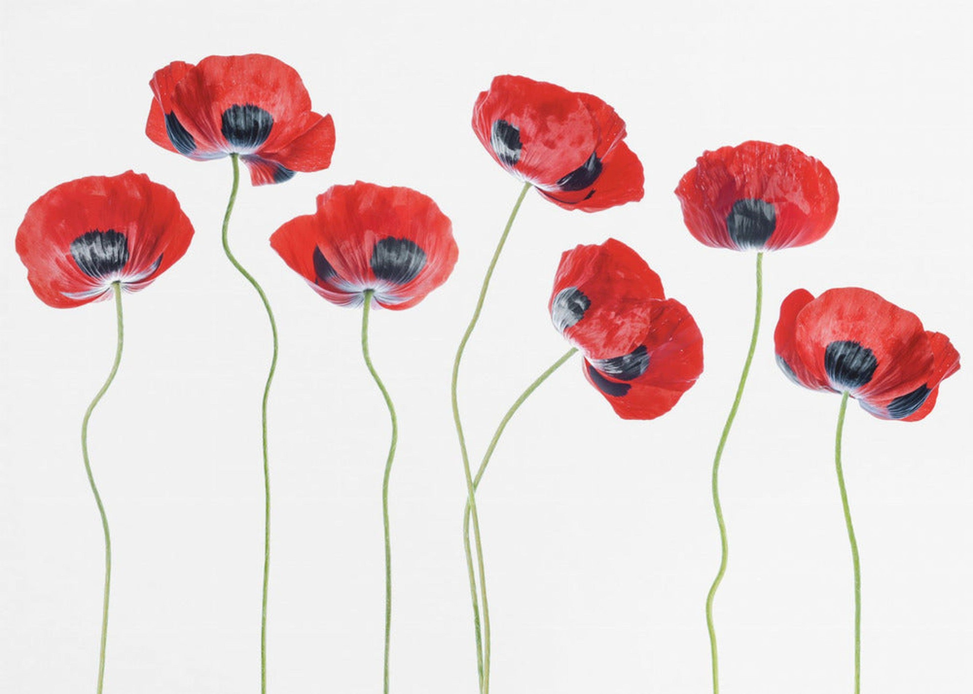 Ladybird Poppies