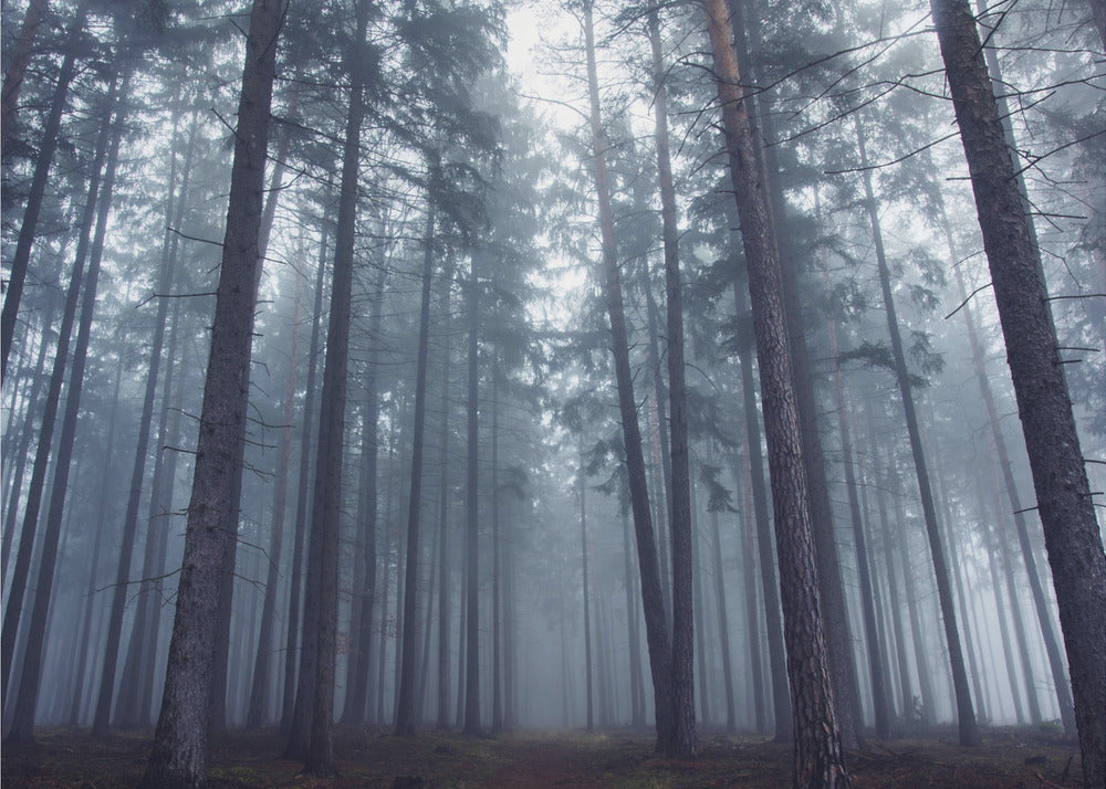 Mysterious foggy forest.