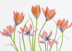 Blommor Apricot Tulips – kvalitetsprodukt för ett vackrare och mer hållbart hem