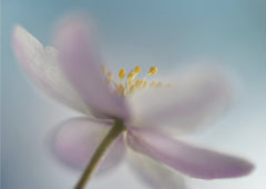 Blommor Against the sky – kvalitetsprodukt för ett vackrare och mer hållbart hem