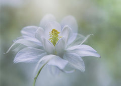 Blommor Purity – kvalitetsprodukt för ett vackrare och mer hållbart hem