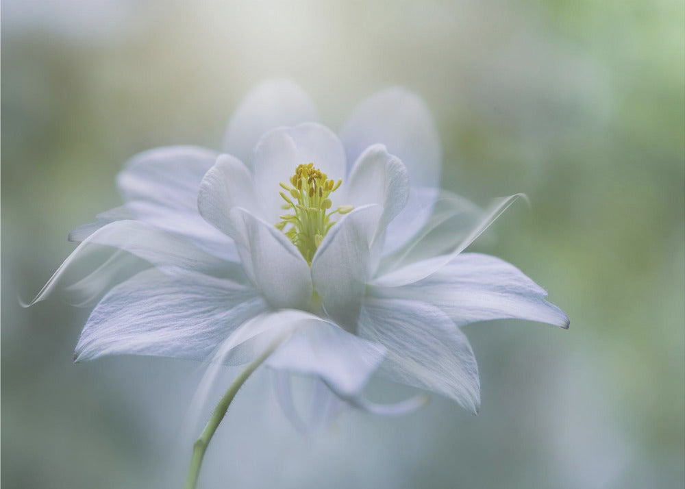 Purity