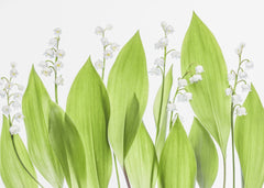 Blommor Lily of the valley – kvalitetsprodukt för ett vackrare och mer hållbart hem