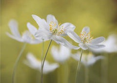Wood Anemones