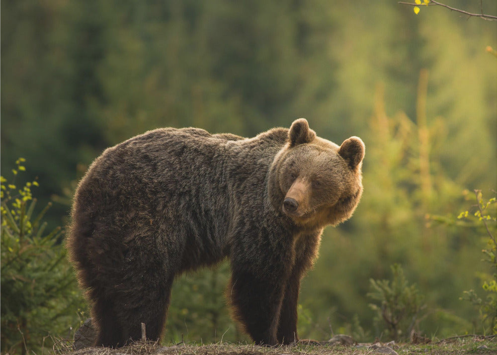 Backlit bear