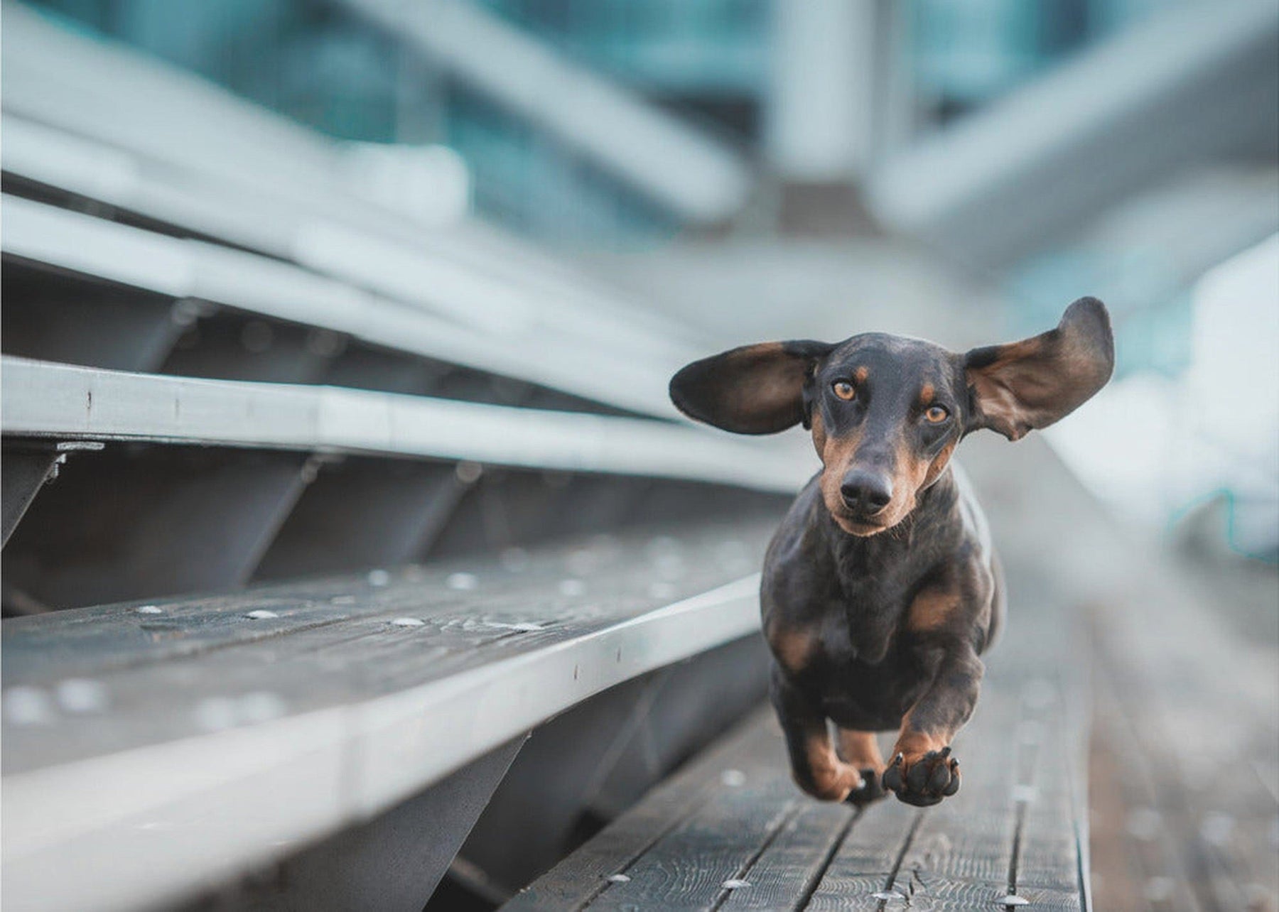 Ein kleiner Hund läuft durch die Welt - Charmigt fototapet med lekfull hund