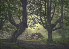Enchanted Forest Mist