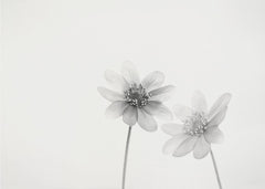 Delicate White Flowers