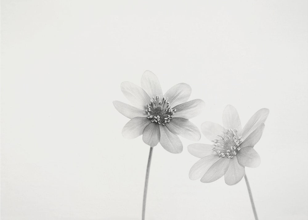 Delicate White Flowers