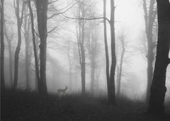 Skog forest – kvalitetsprodukt för ett vackrare och mer hållbart hem