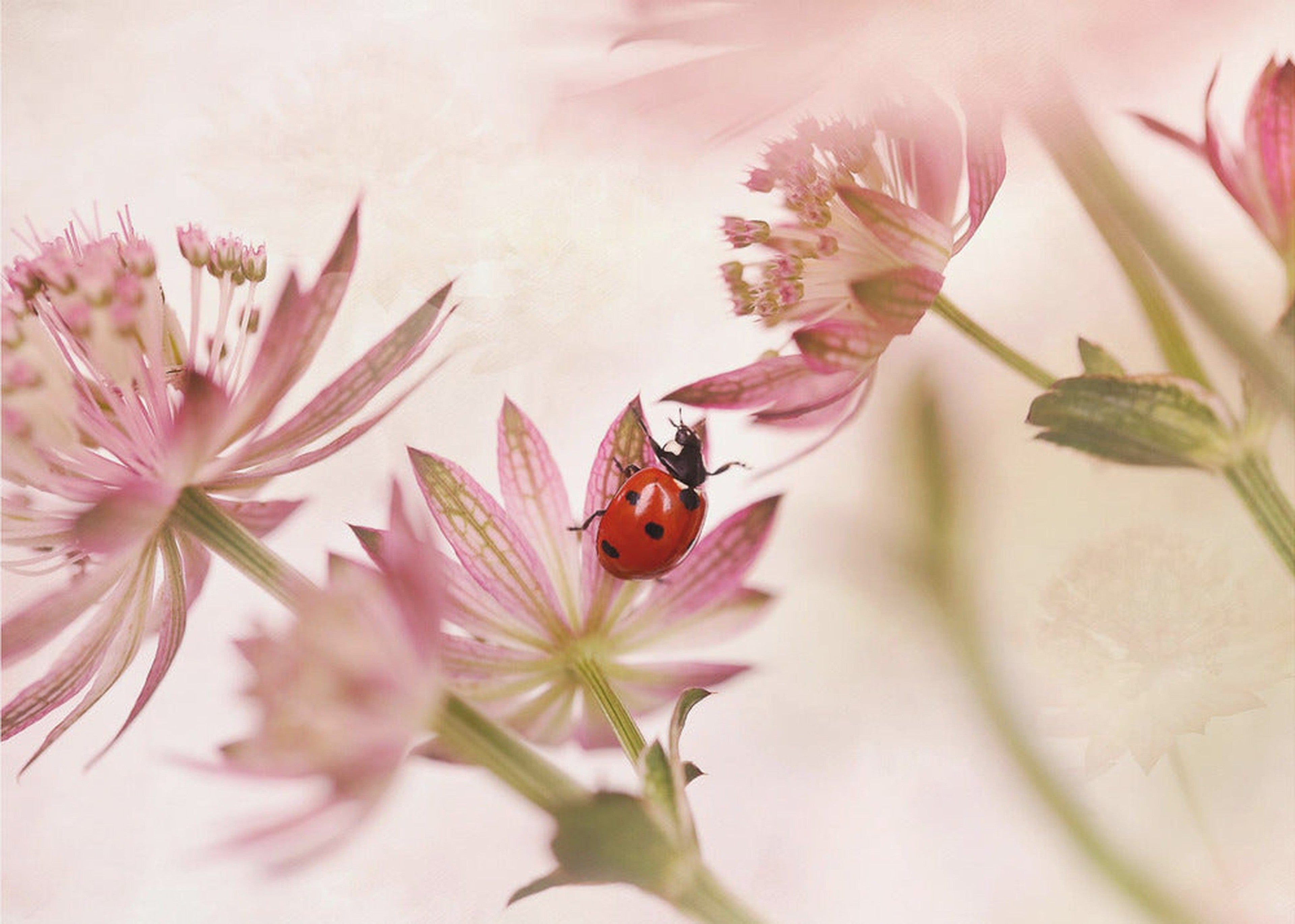 Ladybird and pink flowers