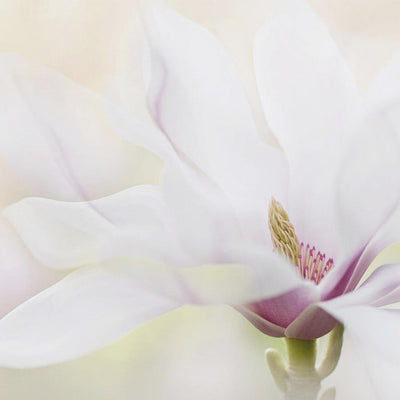 Purity rumsbild 3