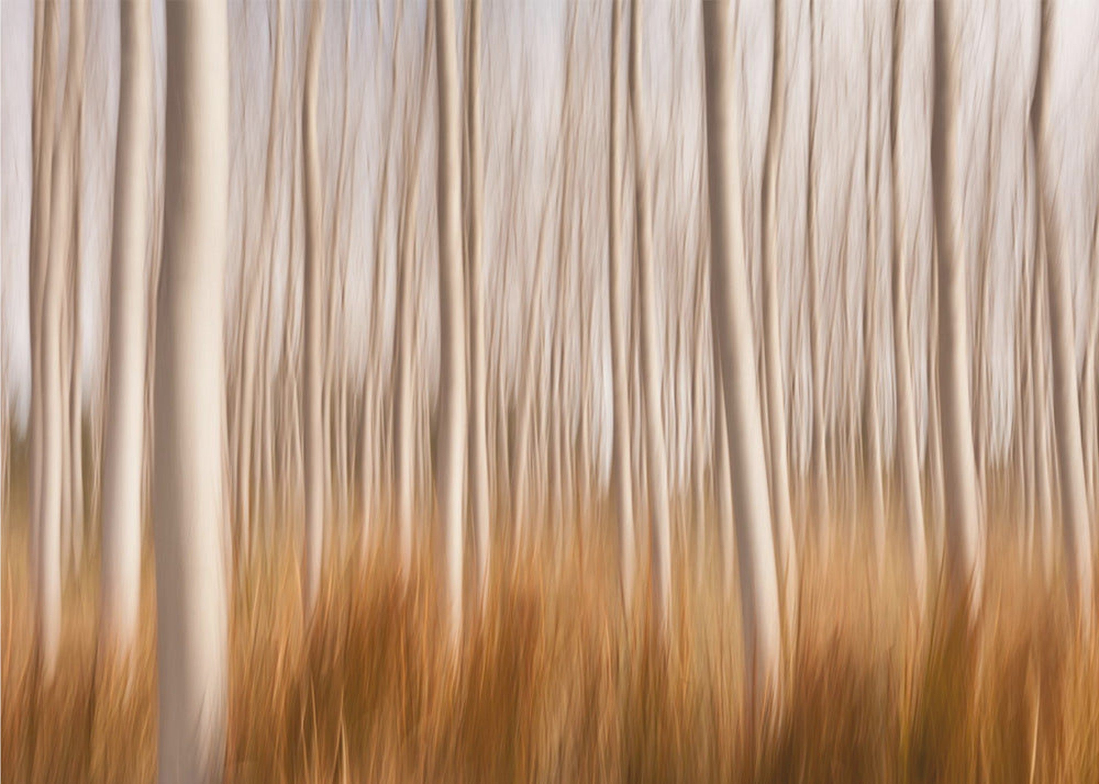 Spring Impressions in a Poplar Fields