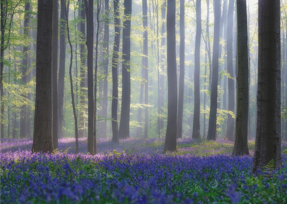 Bluebells