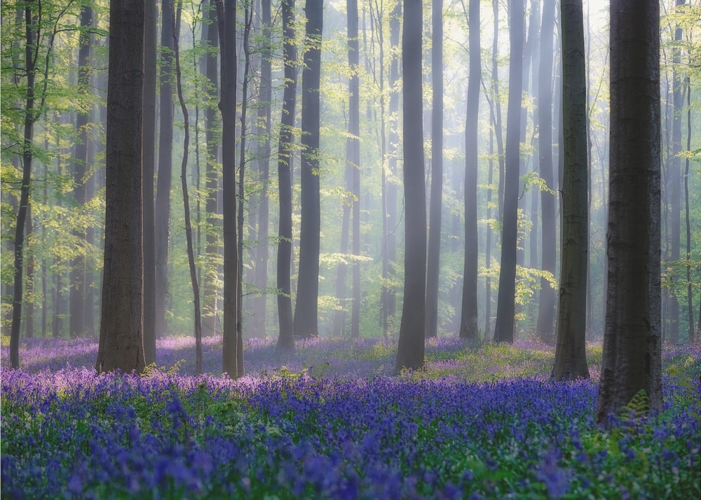 Misty Bluebell Forest