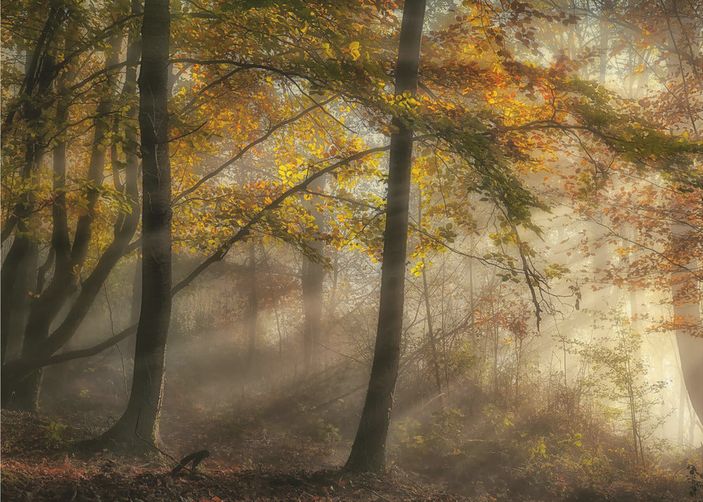 The lights of the forest