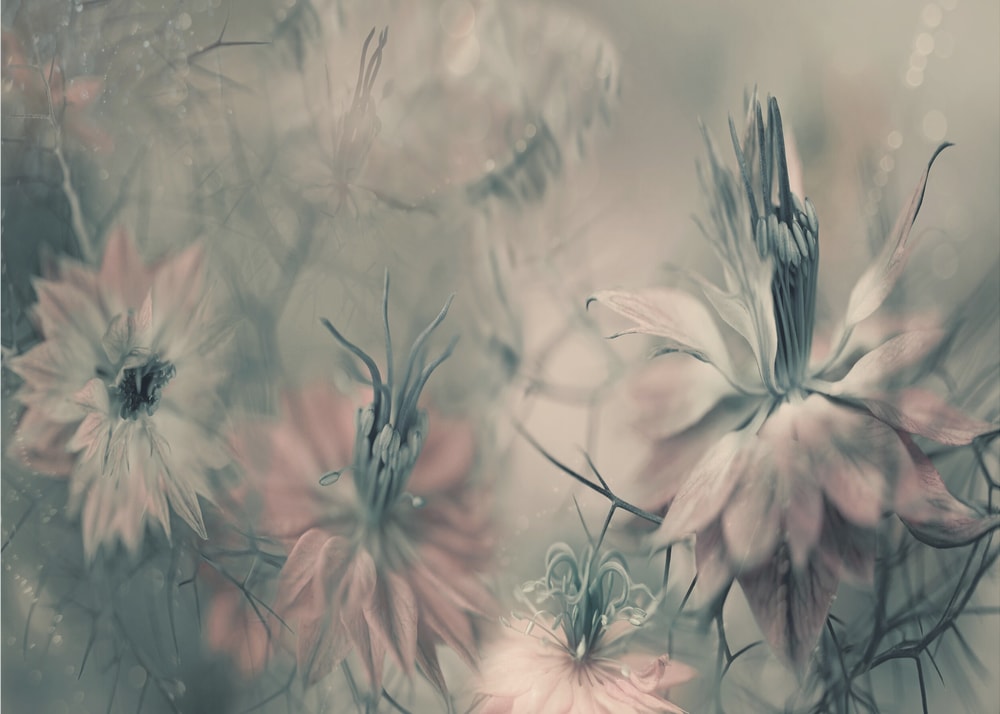 Soft Botanical Beauty