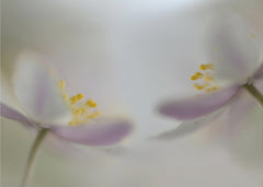 Blommor Soft whispering – kvalitetsprodukt för ett vackrare och mer hållbart hem