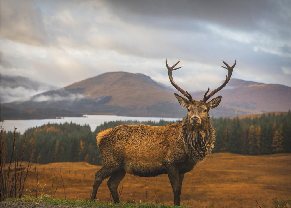 Scottish Stag