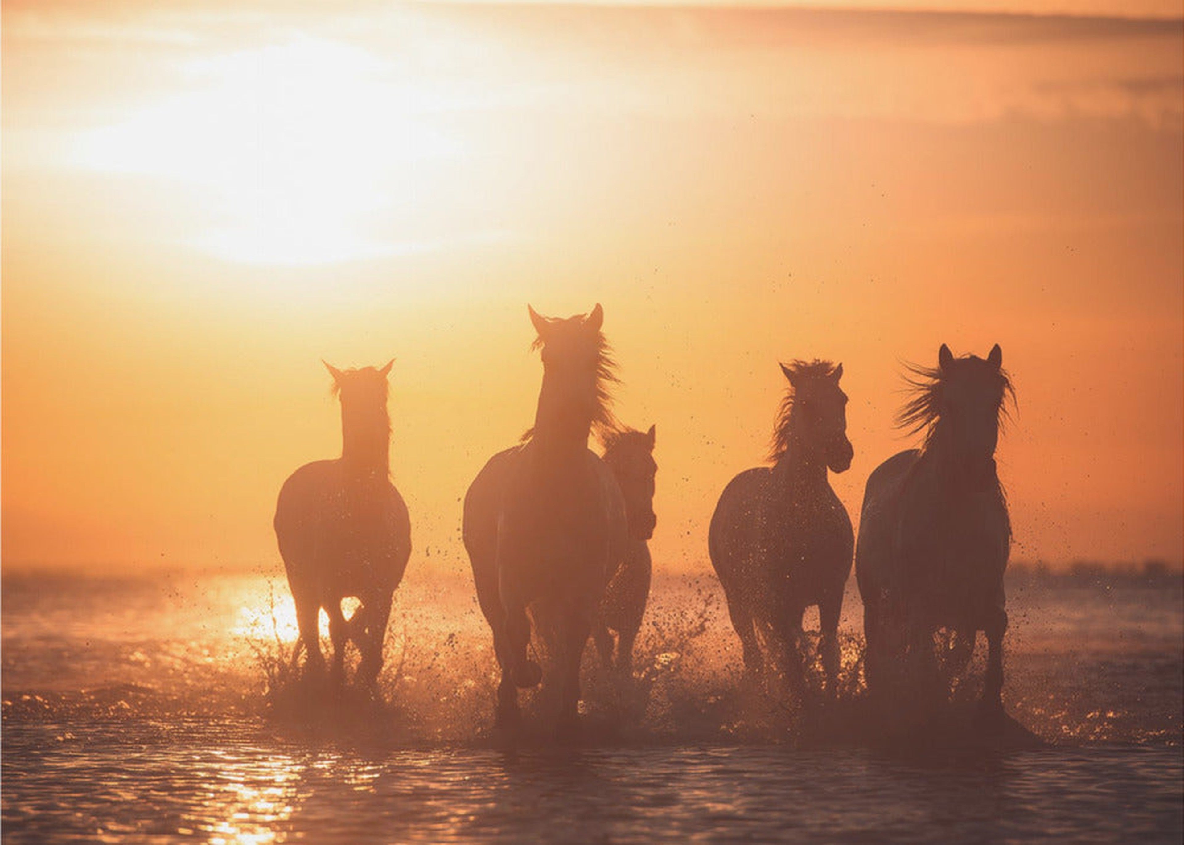 Camargue angels