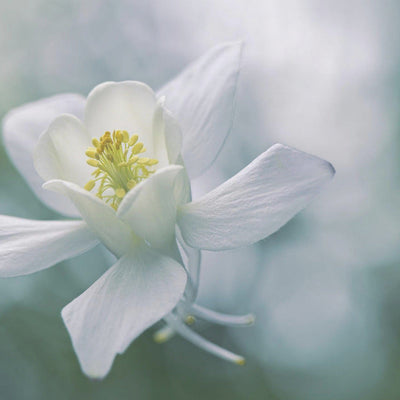 Purity rumsbild 3