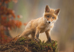 Barnrum Fox – kvalitetsprodukt för ett vackrare och mer hållbart hem