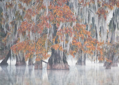 Autumn Cypress Swamp