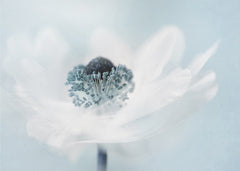 Blommor Candy floss – kvalitetsprodukt för ett vackrare och mer hållbart hem