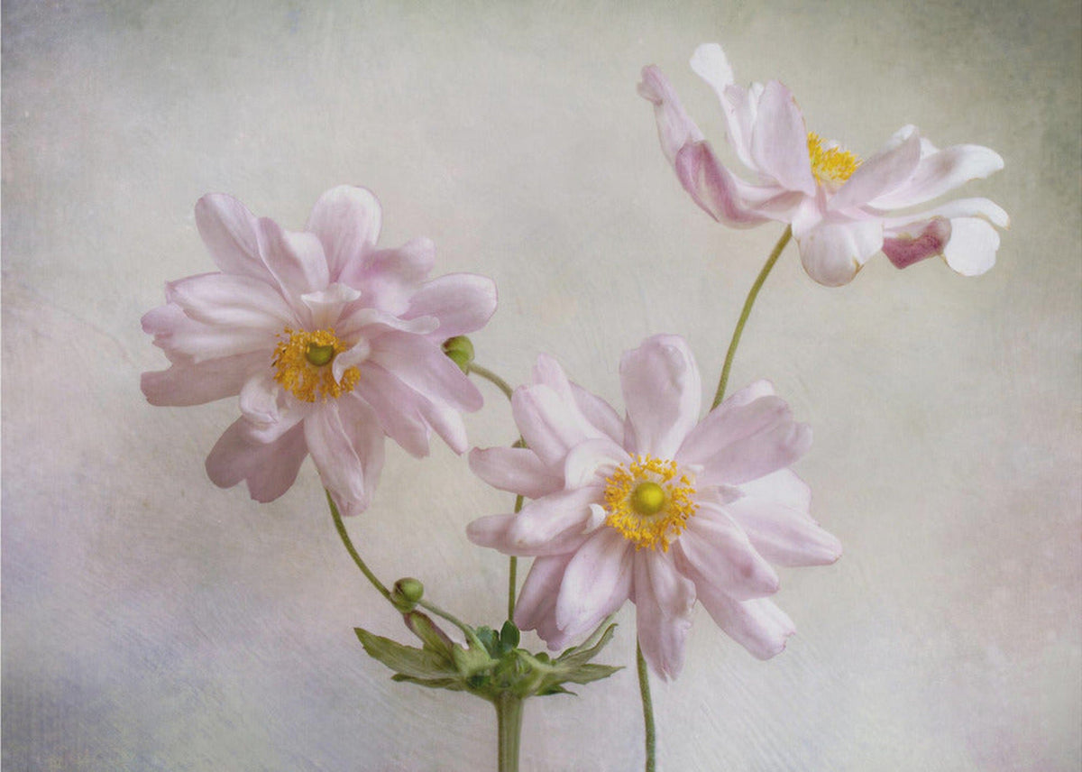 Anemoner