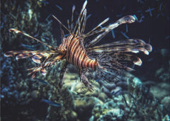 Djur Red sea flower - Fototapet med lejonfisk i Röda havet – fototapet med unikt motiv som skapar en inspirerande fondvägg