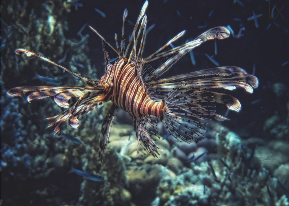 Red sea flower - Fototapet med løvefisk i Rødehavet