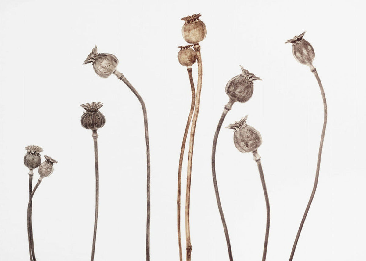 Poppies