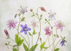 Blommor Columbine – kvalitetsprodukt för ett vackrare och mer hållbart hem