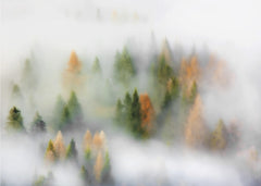 Misty Autumn Forest