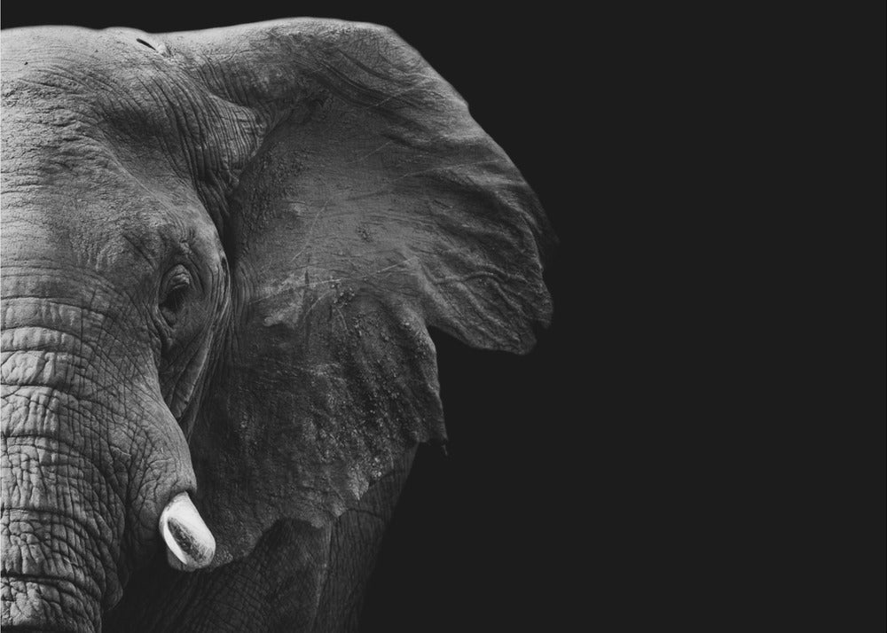 Elefant