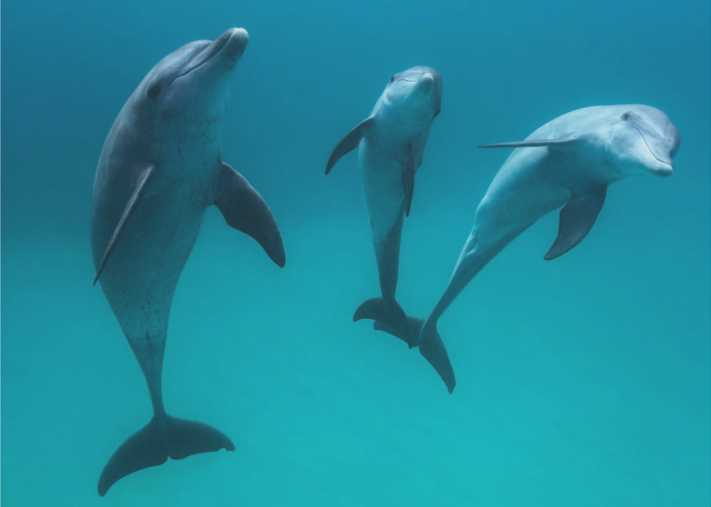 Bottlenose dolphins