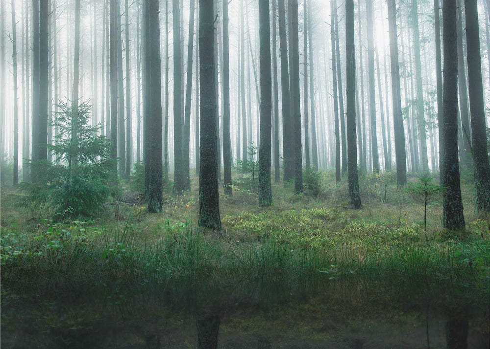 Lake in forest