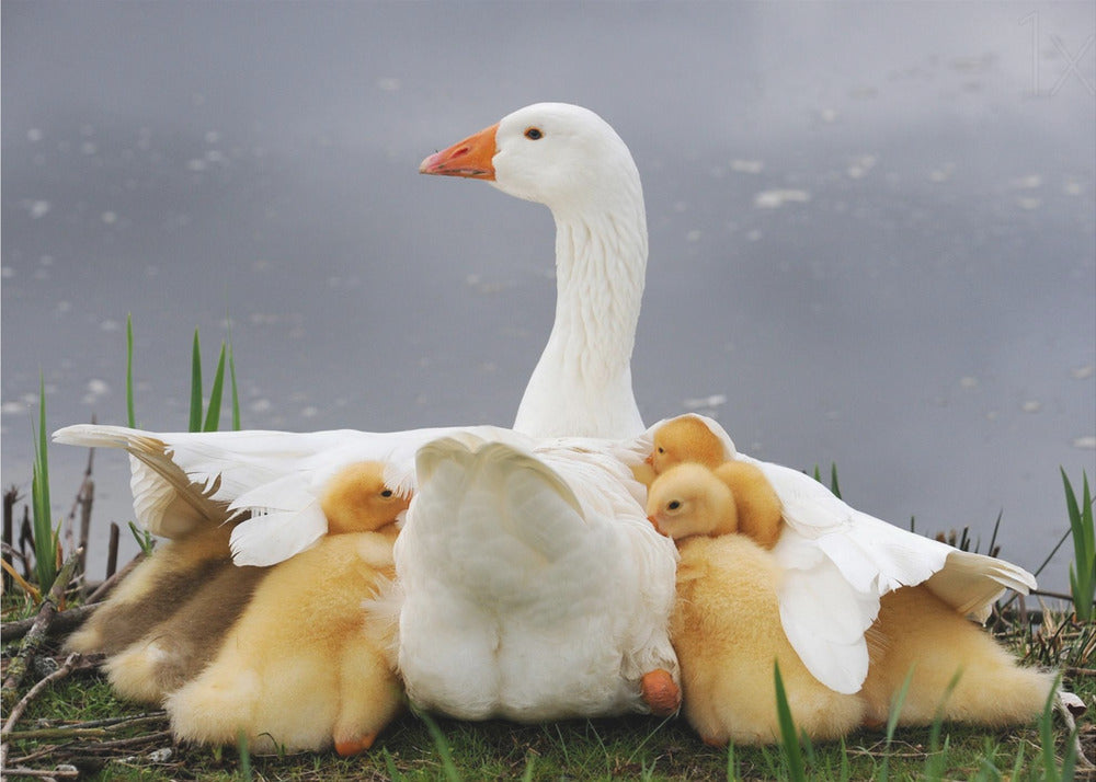 Mum's protection
