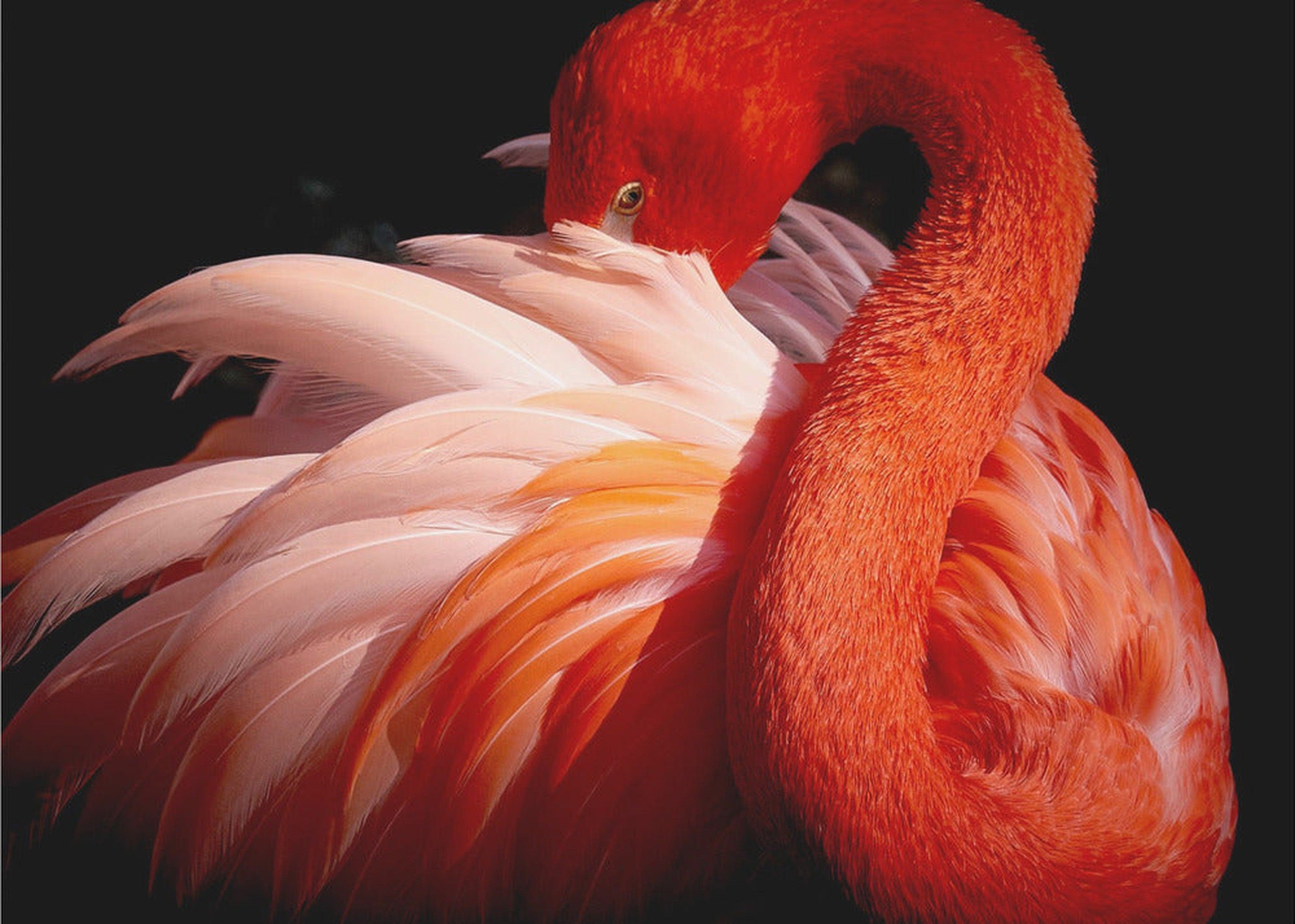 flamingo