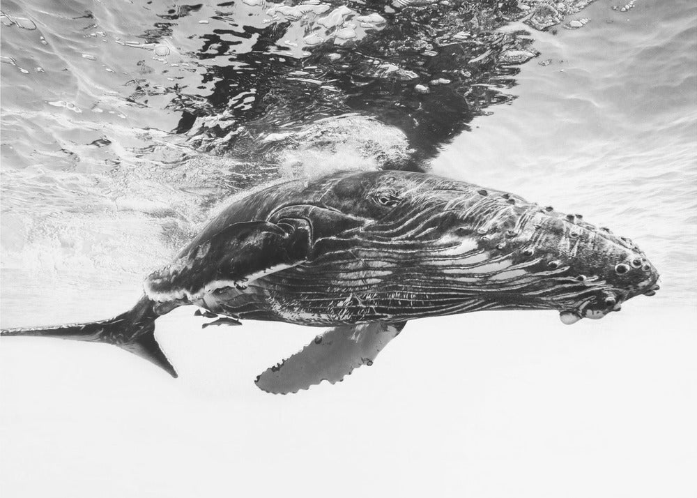 Humpback whale calf