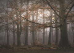 Skog Foggy memory of the past – kvalitetsprodukt för ett vackrare och mer hållbart hem