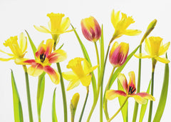 Blommor Vibrant Spring – kvalitetsprodukt för ett vackrare och mer hållbart hem