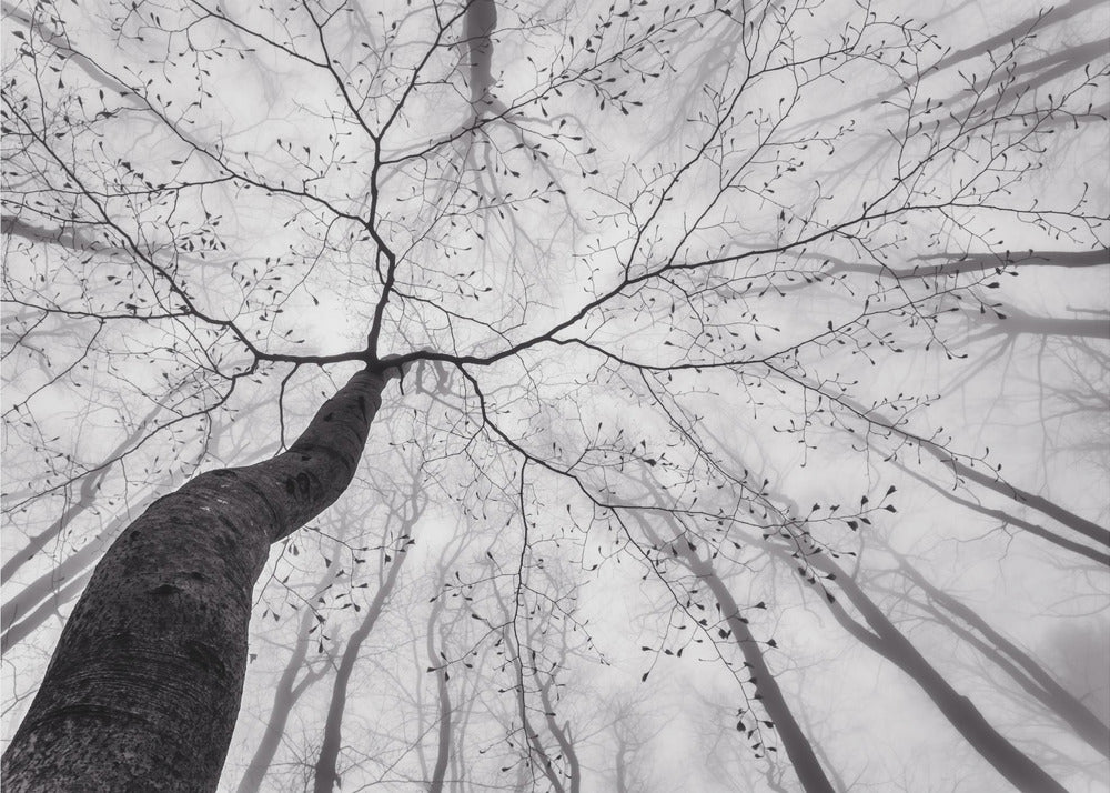 A view of the tree crown