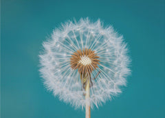 Blommor Dandelion – kvalitetsprodukt för ett vackrare och mer hållbart hem