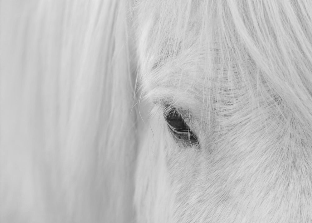 Whisper of Iceland