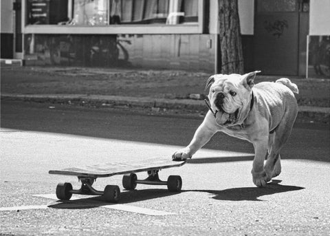 ... dogs just want to have fun ...