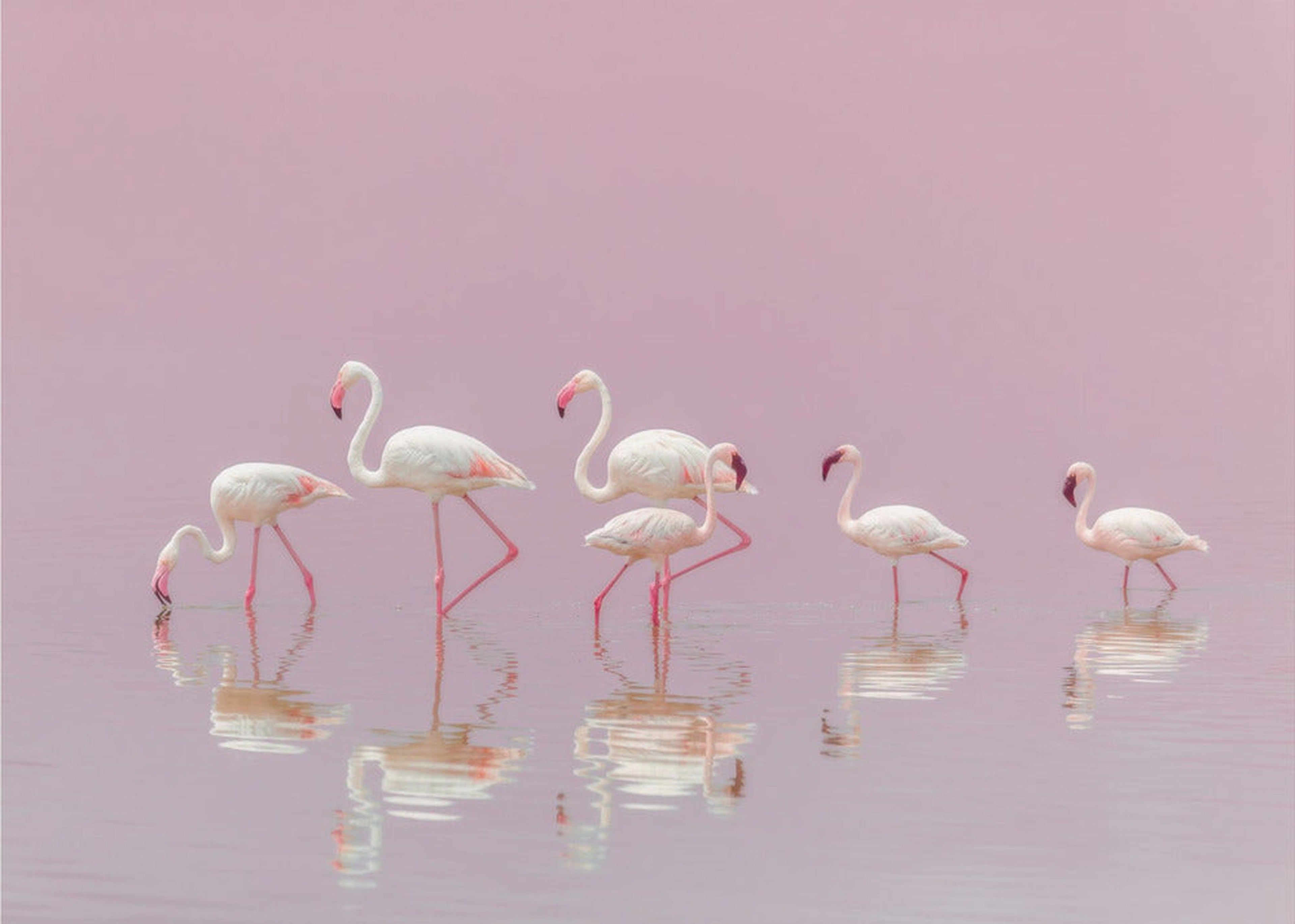 Flamingos