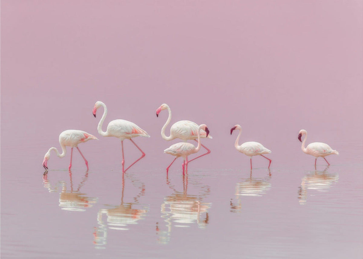 Flamingos